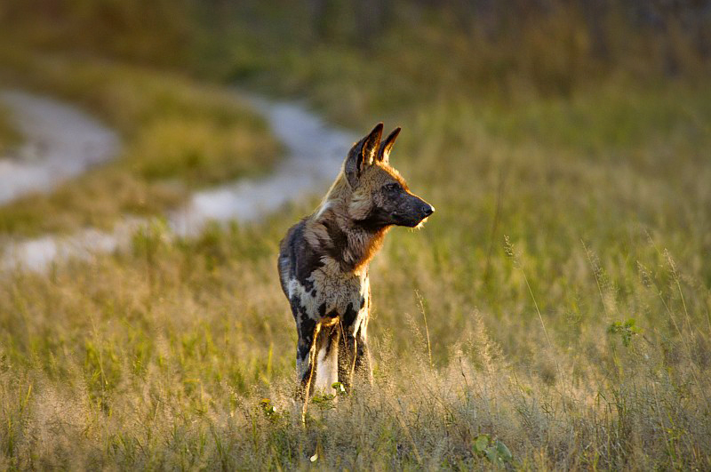 Wilddogs Botswana 2009 II