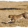 Cheetah II