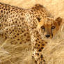 Cheetah 002