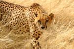 Cheetah 002 by olsenbande76