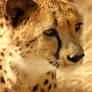 Cheetah 003