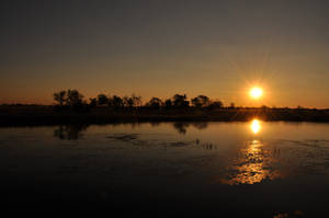 Chobe river