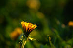 Yellow by fulmination