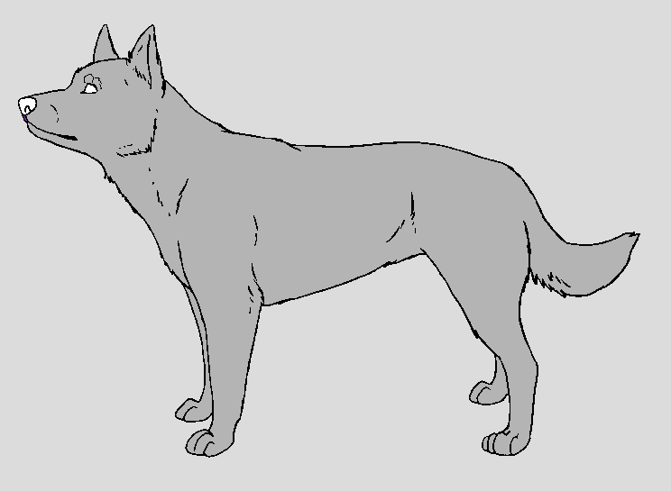 Dog Template - Australian Kelpie