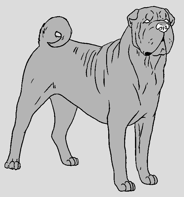 Dog Template - Shar Pei