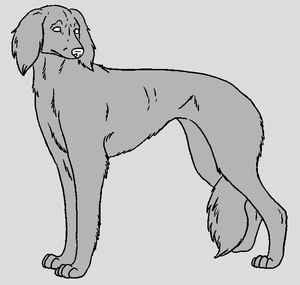 Dog Template - Saluki