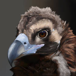 Cinereous Vulture