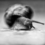 a Snail