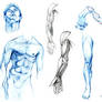 anatomy studies