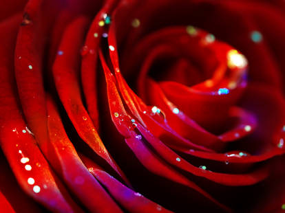 Midnight rose