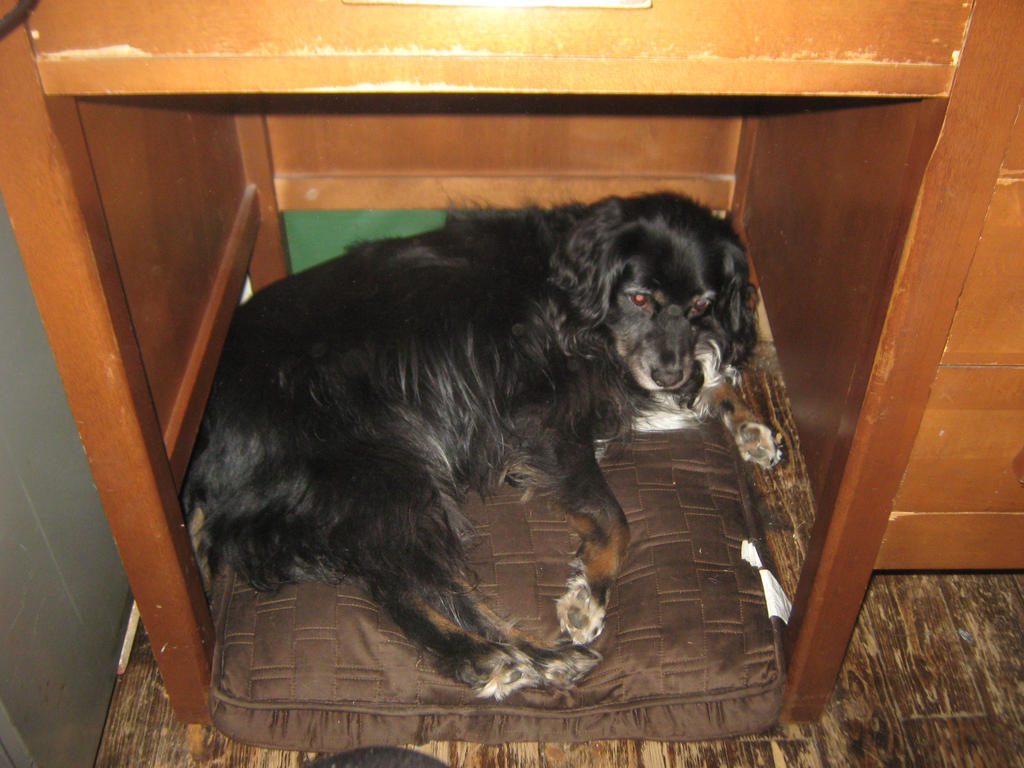 A Teddy under the desk