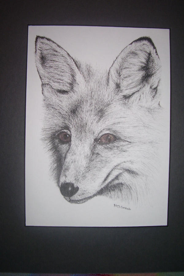 Fox Ink Drawing Pen and Ink Fox by HillieBean on DeviantArt
