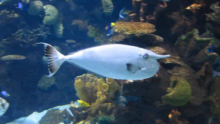 Unicorn Fish in Tropical Reef