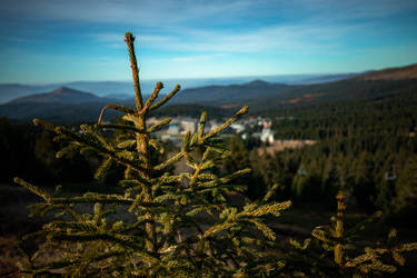 Spruce, pine or fir by asp1xl