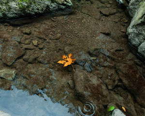 Maple leaf in water paddle