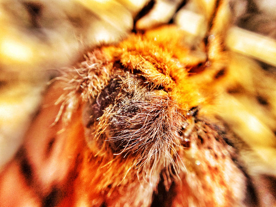 hairy orange moth
