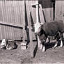 The Old Farm (30)