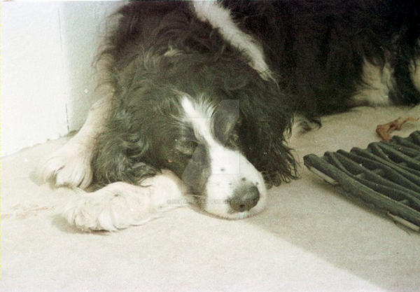 Puppy Eyes (3)