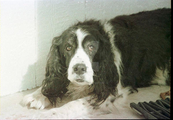 Puppy Eyes (1)