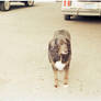 Get in We got Dog Shit to Do (1)