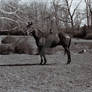 The Stud (1)