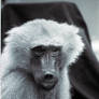 Monkey See Monkey Do (4)
