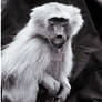 Monkey See Monkey Do (2)