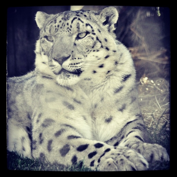 Snow Leopard