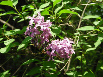 Lilacs in My Yard