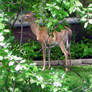 Deer Behind the Leaves 1