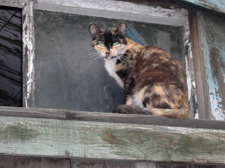 Siberian Cats And Windows 2