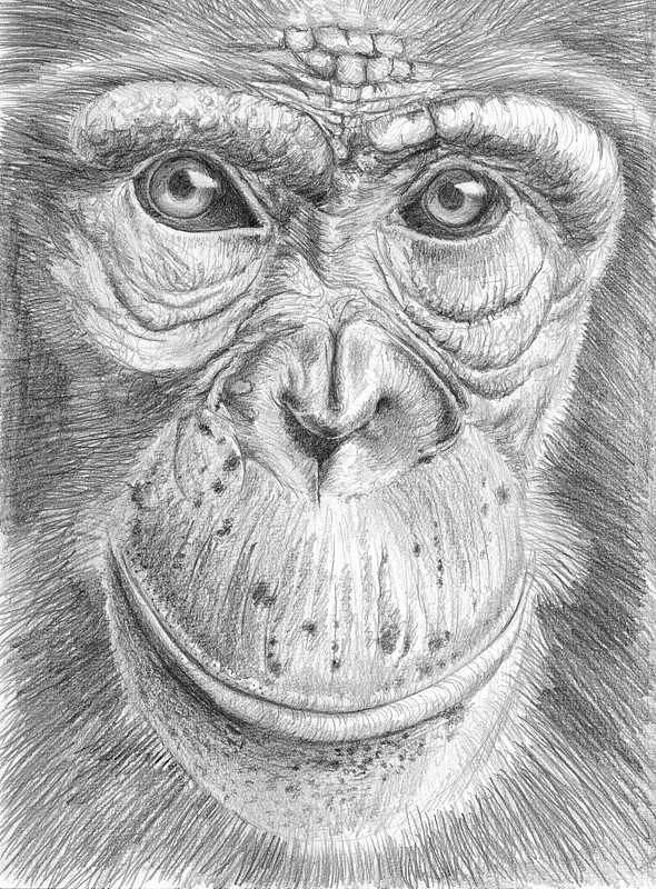 Chimpanzee face