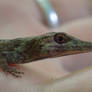 baby Canopy Anole