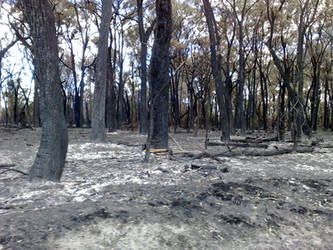 local bushfires aftermath