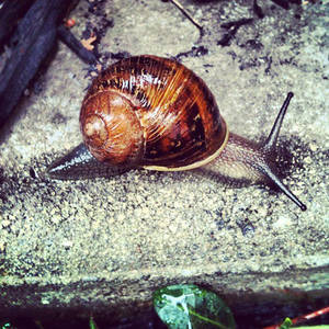 Snail