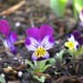 more tiny flowers