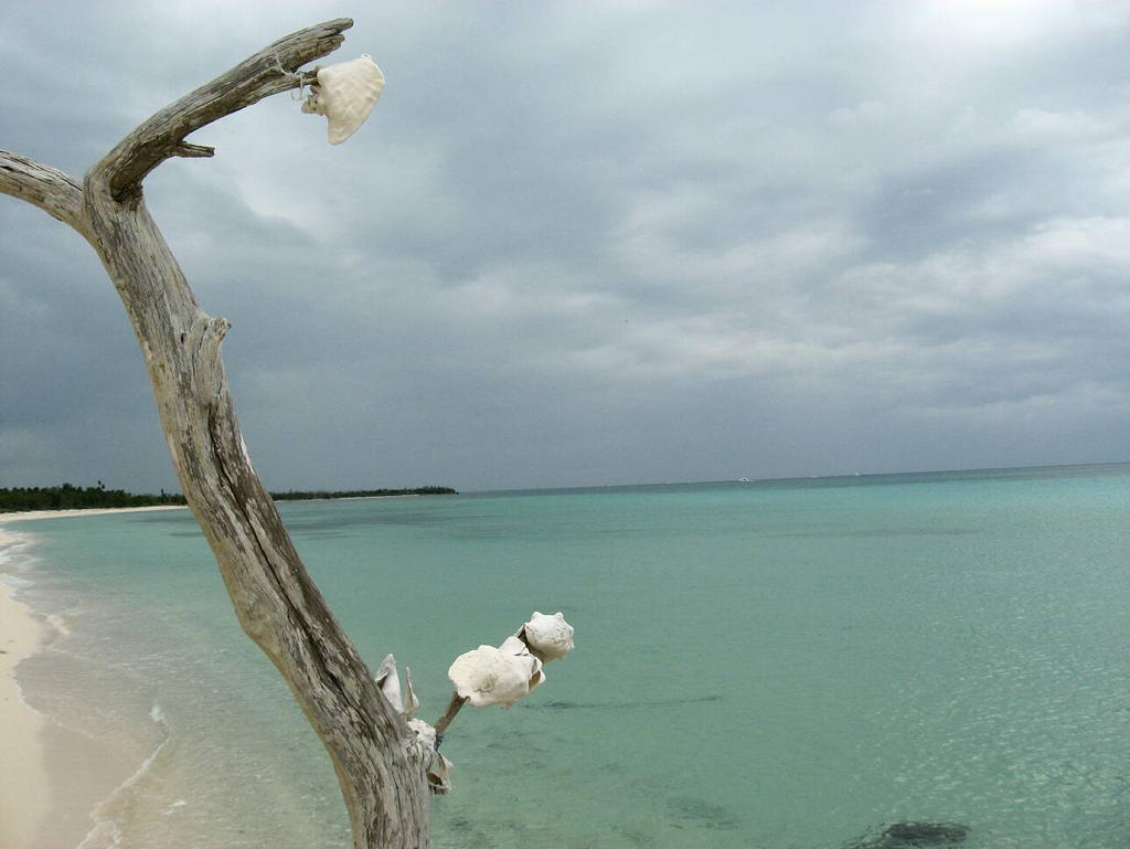Cozumel Conch Shell Tree 2 by espantoon on DeviantArt