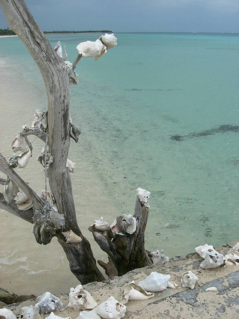 Cozumel Conch Shell Tree 3 by espantoon on DeviantArt