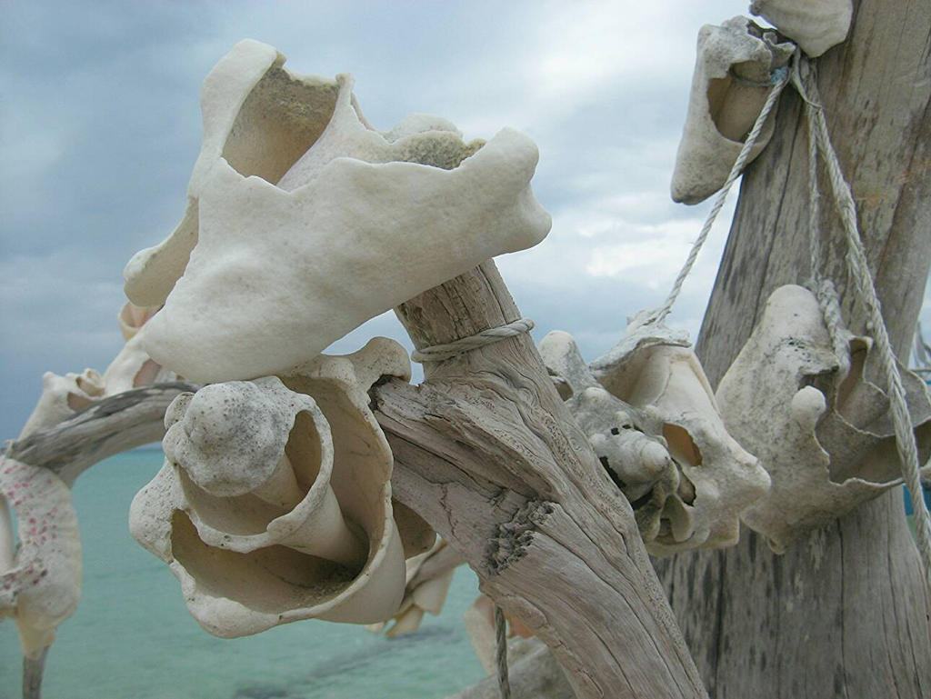 Cozumel Conch Shell Tree Close Up by espantoon on DeviantArt