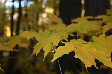 yellow leafs