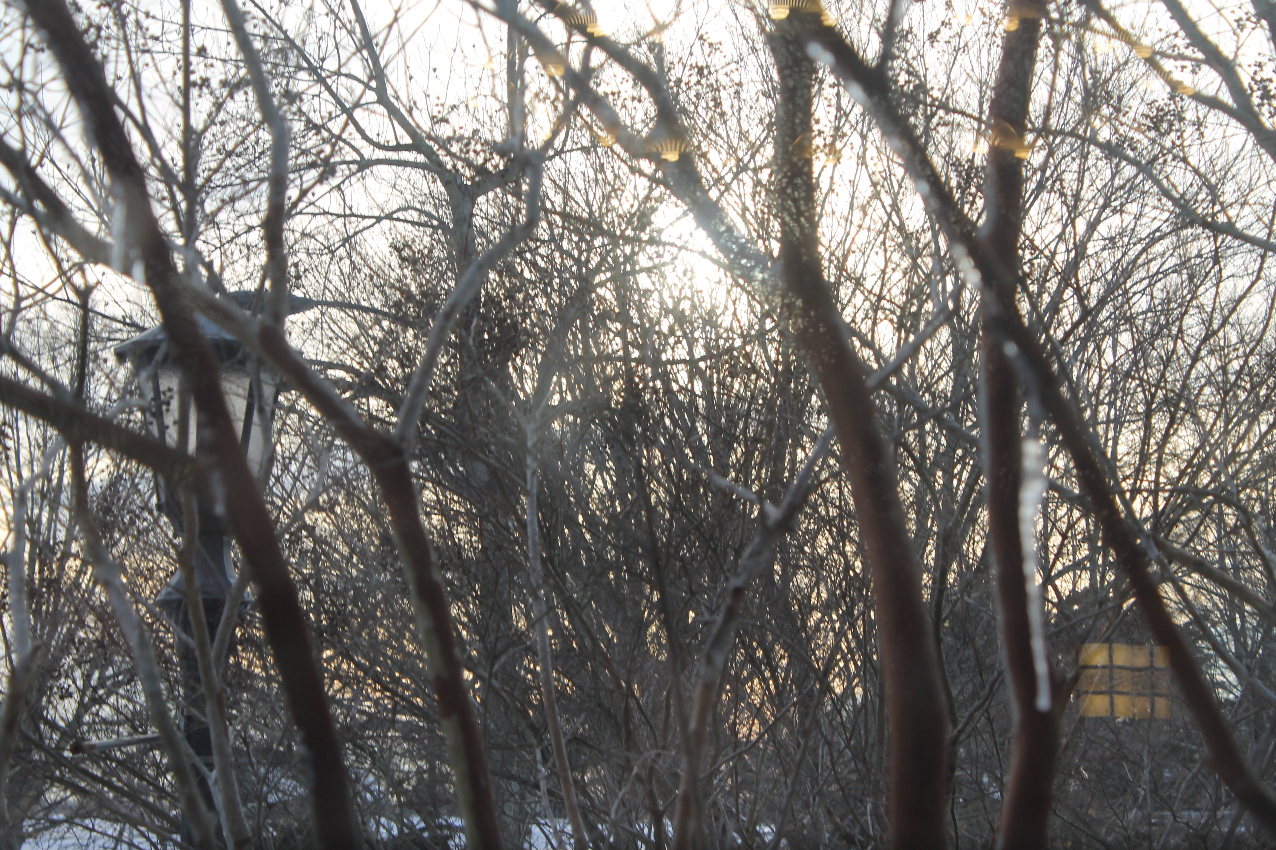 Sunset Through a Forest of Ice