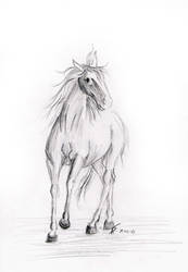 Horse Sketch