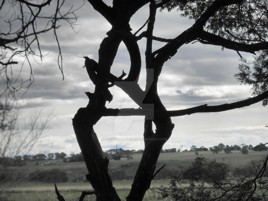 Shadow Form Tree Shadow Tree by caffinesamurai on DeviantArt