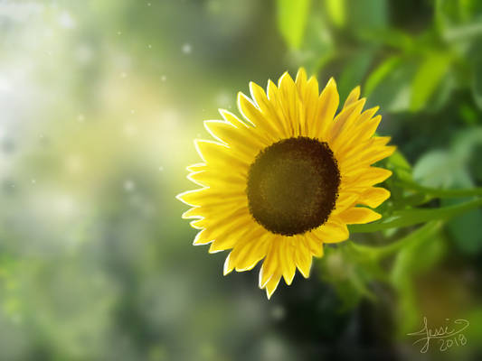 Sunflower