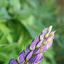 Flower closeup