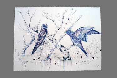 Purple Martins and Birch Trees