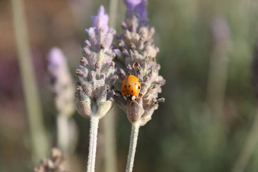 Ladybug, gentlemanbug