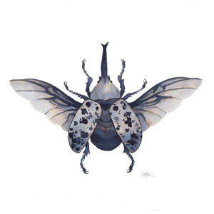 Hercule beetle