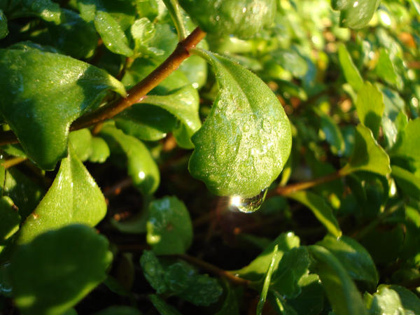 Through Green And Sun