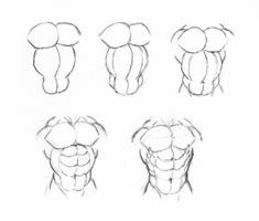 Draw muscle torso